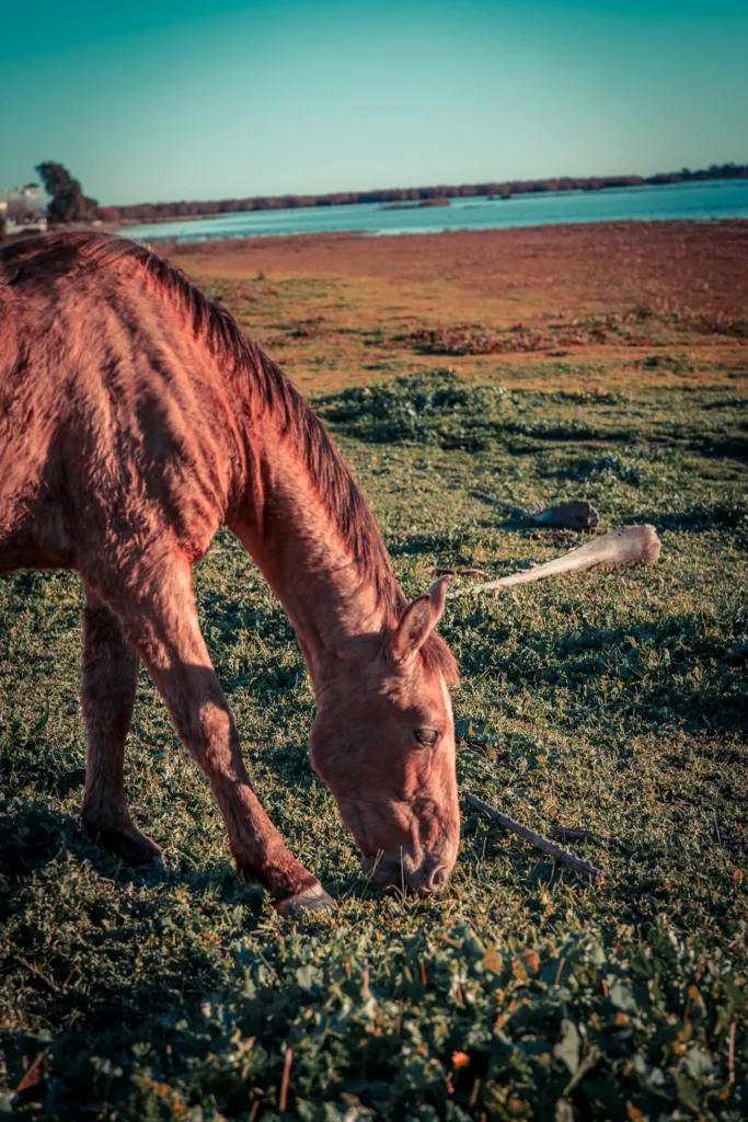 Caballo pastando junto al humedal de El Rocío durante nuestra visita de diciembre
